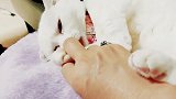 会撒娇的猫咪有人疼