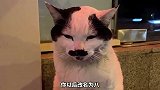 这几只奇特的串串猫，你喜欢哪个？