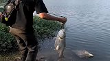 白鲢可以净化水质，小伙钓起来后就赶紧放生了，值得学习！