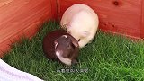 两只小豚鼠同吃一根草，最后的反应太搞笑，萌化少女心