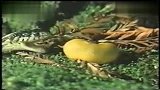 超郁闷花蛇捕食巨型鼻涕虫的搞笑后果
