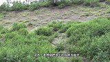 老鹰抓住孩子，没想到飞不起来，反被家长抓住，镜头记录全过程！