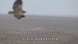 老鹰抓住孩子，没想到飞不起来，反被家长抓住，镜头记录全过程！