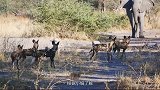 多条野狗欺负大象，大象被激怒了，下一秒野狗后悔了