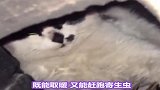 不同地方猫咪的取暖方式