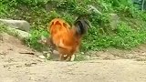 公鸡“挑衅”猫咪，猫咪翻身踢的那一刻，我笑了！