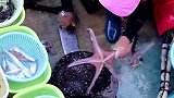 能入药又能煲汤的海星，这种海产食材大家用过吗