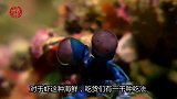 这种动物“海洋拳击手”，就连中国吃货也都无从下手！太厉害了