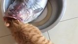猫：铲屎的快救我，这鱼要吃了我！