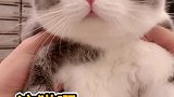 哒哒哒 大圆脸 小平头安排上！猫