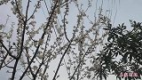 农忙季节开始了，阿环一个人准备种5亩地的辣椒，能行吗？