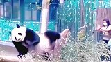 大熊猫精彩的表演，真是太可爱了