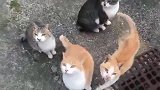 网友散步时被几十只猫打劫，场面一度失控