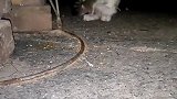 搞笑视频：猫戏耗子