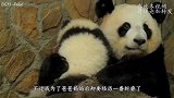 小白虎死活不肯回家，虎妈妈一声虎吼，下一秒笑到肚子疼！
