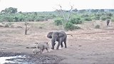 大象驱逐母犀牛, 犀牛宝宝险被踩死
