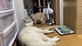 猫咪轻轻地经过狗狗跟前，却令人大跌眼镜，狗：你是不是有猫病