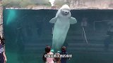 海洋馆偶遇一只调皮白鲸，亲完美女对她喷水，网友：过分