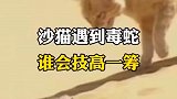 沙猫遇到毒蛇，谁会技高一筹