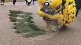 现在连“狮子”都变了，竟然开始走猫步了！