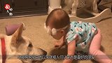主人动手打狗狗，为何狗狗从来不记仇？兽医-说出来你可能不信