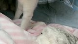 猫咪团子真是太彪悍了，一个眼神就吓得老三不敢动，太可爱了