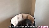 猫咪的舌头一直是放在外面吹冷风，重来就没见它收回去