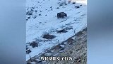 女子自称网红开越野车进牧民草场玩漂移“把你撞死了，我有全险”