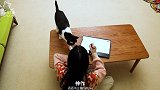 情侣铲屎官比赛画自己家的猫，猫看到后：菜鸡互啄？