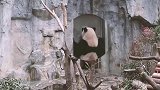 熊猫：我百思不得其解，决定一探究竟，你们在里面干嘛