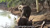 大象吃亏叫来两个帮手，犀牛母子稳如泰山，最后用树枝打败犀牛