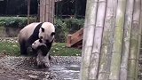 熊猫妈妈强迫熊孩子洗澡，熊猫宝宝的内心是崩溃的，还是亲生的吗