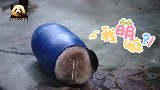 胖乎乎的熊猫圆仔钻进滚筒，跟大家玩捉迷藏游戏，可爱得不得了