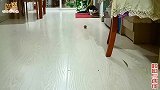 宠物猫和二哈猫比赛踢球，二哈猫秒变盘带大师，宠物猫羡慕嫉妒恨