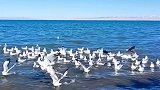 见识一下青海湖的鸟，听闻远方有你，动身跋涉千里