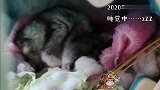 这仓鼠睡觉都不安分，是做了什么梦