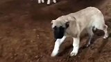 牧羊犬第一次带羊群，山羊队伍外来领导