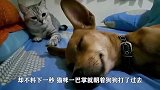 猫咪想偷袭狗狗，却被一口擒住动弹不得