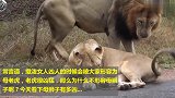 都说母老虎凶那你还见识过母狮子，家有这老婆雄狮变得矮矬穷