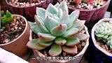 多肉植物黑腐怎么办？千万不要舍不得，砍头要狠要快才能起死回生