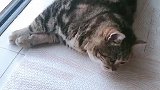 猫：烦不烦呀，别打扰我睡午觉行不！