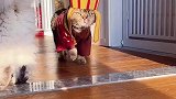 猫版小唐僧来了，这唐僧肉可够肥的，肯定没少吃