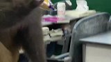 猴子进教室抢面包，引男生尖叫