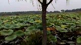 旅游-白洋淀万亩荷塘