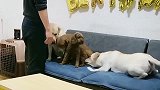 赛文四周岁生日，生日会场面一度失控，过的稀碎！