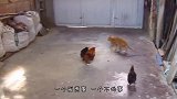 猫咪和鸡在结冰湖面上约架，接下来的一幕，请原谅我不厚道的笑了