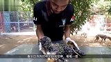 狗狗被沥青困住奄奄一息！被好心人解救后，从此走向狗生巅峰
