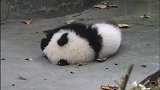 熊猫宝宝躺在地上玩叶子，怎么这么可爱，好想亲亲抱抱举高高