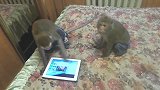 猴子在床上玩平板电脑，猴子被弹出的画面给吓到了，场面十分滑稽