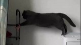 有些猫的跳跃能力吧，说出去多少有点丢猫脸
